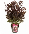 Cotinus
