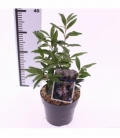 Sarcococca