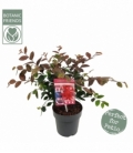 Loropetalum