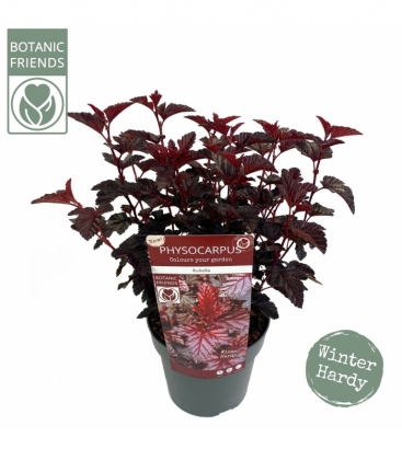 Physocarpus