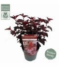 Physocarpus