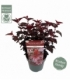 Physocarpus