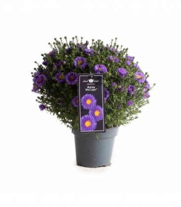 Aster