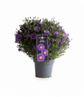 Aster