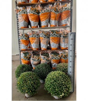 Chrysanthemum