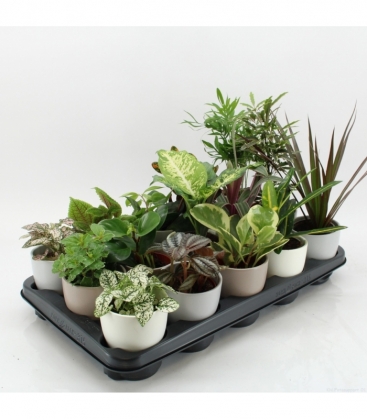 Indoor