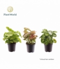 Syngonium