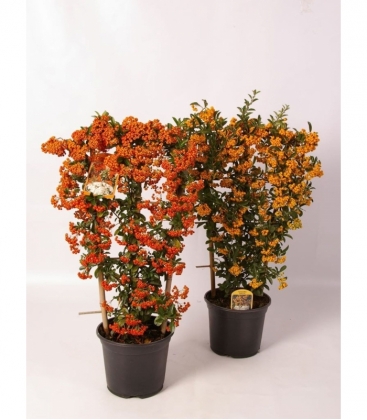 Pyracantha