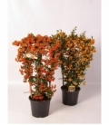Pyracantha