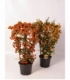 Pyracantha