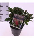 Skimmia