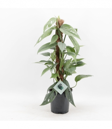 Epipremnum
