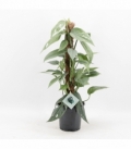 Epipremnum