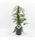 Epipremnum