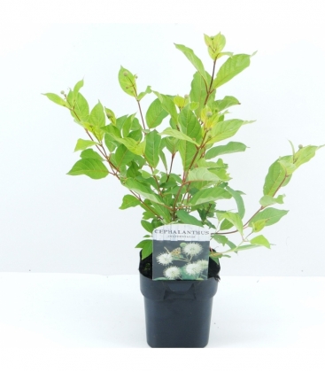 Cephalanthus