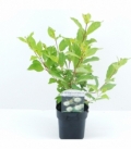 Cephalanthus