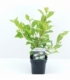 Cephalanthus