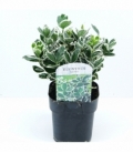 Euonymus