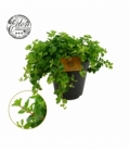 Peperomia