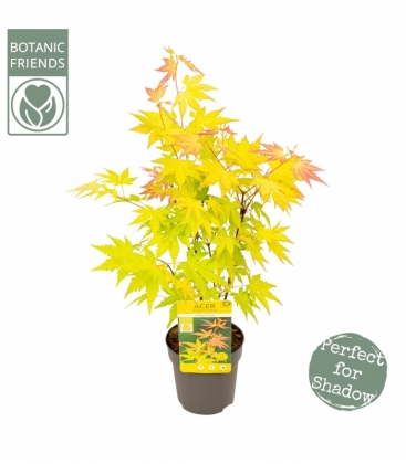 Acer