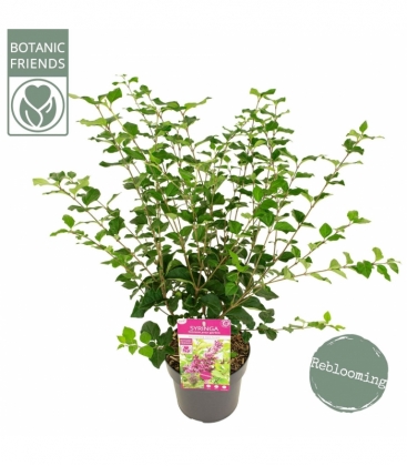 Syringa