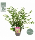 Syringa