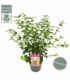 Syringa