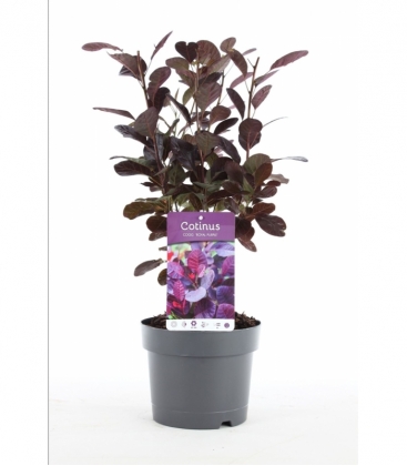 Cotinus