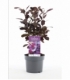 Cotinus
