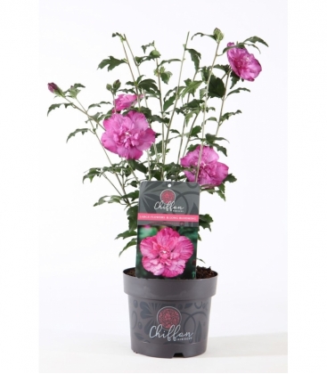 Hibiscus