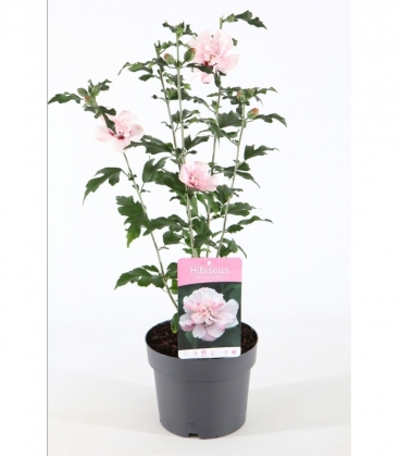 Hibiscus
