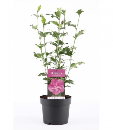 Hibiscus