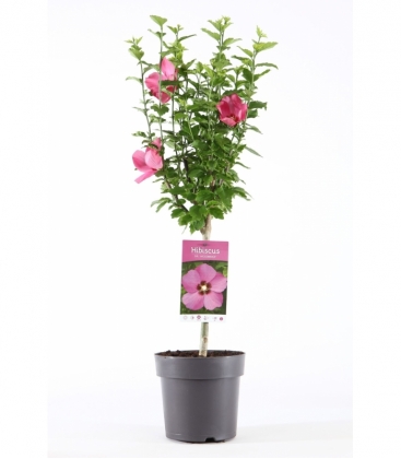 Hibiscus