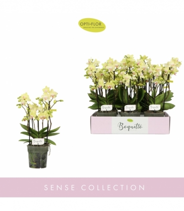Phalaenopsis