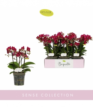 Phalaenopsis