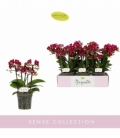 Phalaenopsis