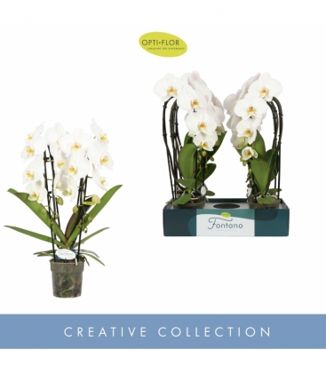 Phalaenopsis