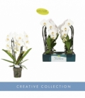 Phalaenopsis