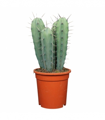 Myrtillocactus