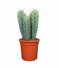 Myrtillocactus