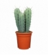 Myrtillocactus