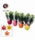Lilium