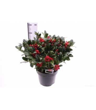 Skimmia