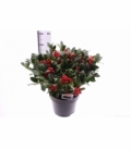 Skimmia