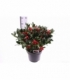 Skimmia