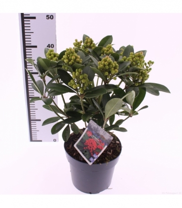Skimmia