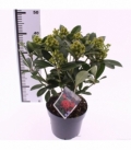 Skimmia