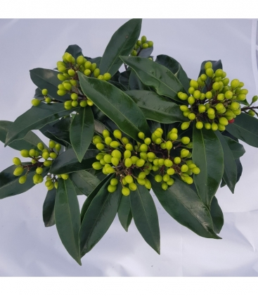 Skimmia