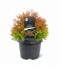 Thuja