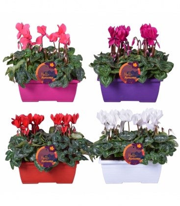 Cyclamen
